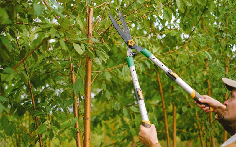 Tree trimming in West Union, WV
