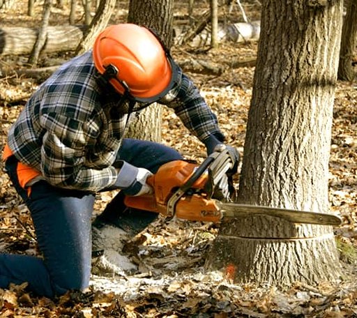 Tree Removal in West Union, WV